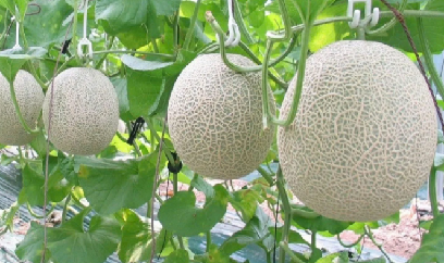 Giữ trái ngọt với phương châm ‘phòng là chính’