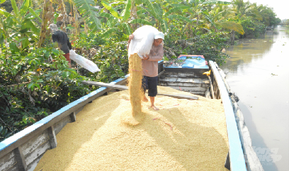 Sản lượng lúa Kiên Giang vẫn tăng dù mất trắng gần 4.000ha