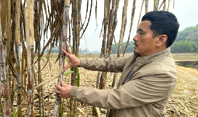 Khởi sắc mía đường: [Bài 4] Vùng biên viễn thay da đổi thịt nhờ cây mía
