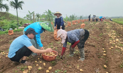 Khoai tây được mùa, được bao tiêu, nông dân phấn khởi