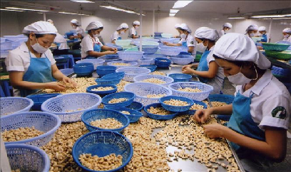 Chương trình OCOP : 15 sản phẩm hạt điều Bình Phước được xếp hạng 4 sao