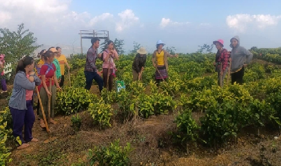 Đào tạo nghề trồng chè cho đồng bào vùng cao