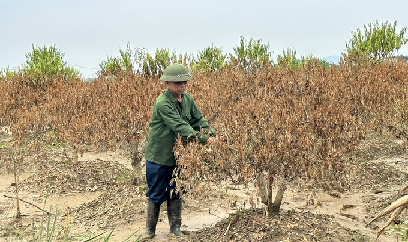 Vườn đào 2 màu lá, nông dân trắng tay