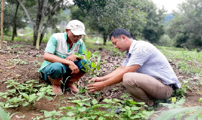 Toàn tỉnh Đồng Tháp đã xuống giống hơn 124 ngàn ha lúa đông xuân