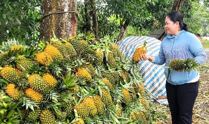 'Trái vàng' trên đất phèn Đồng Tháp Mười