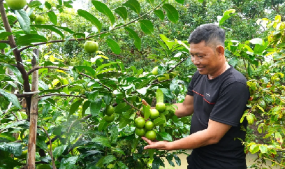 Lạ mắt hồng sô cô la giá 300.000 đồng/kg