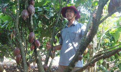 Giá ca cao tăng gấp đôi, nông dân trúng lớn