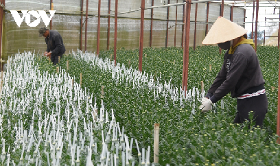 Nhiều diện tích hoa Tết của Đà Lạt có nguy cơ bị nở muộn lỡ vụ Tết