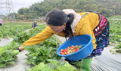 Trồng 1 cây dâu tây bằng 30 cây ngô