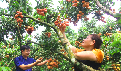 Bắc Ninh siết quản lý mã số vùng trồng, cơ sở đóng gói