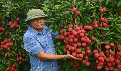 Vải trứng được mùa lớn, giá bán kỷ lục 300.000 đồng/kg