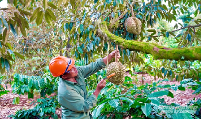 Đắk Lắk phát động chiến dịch 30 ngày đêm chuẩn hóa canh tác sầu riêng