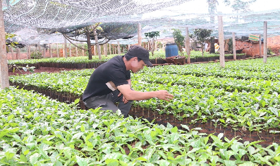 Rộn ràng mùa xuống giống cà phê