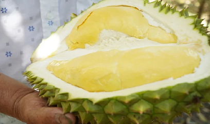 Quảng Ngãi ban hành quy chế sử dụng nhãn hiệu chứng nhận 'Sầu riêng Kon Tum'