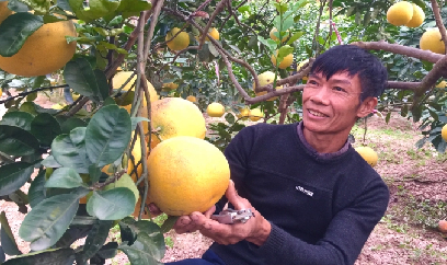 Một giống bưởi cực chất lượng do nông dân lai tạo