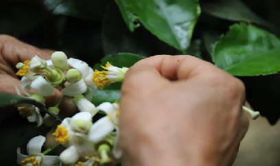 Vựa bưởi Phúc Trạch vào mùa thụ phấn bổ sung (Ảnh)