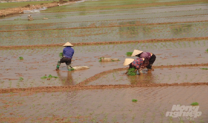 Kiểm soát diễn biến của rầy ngay khi gieo cấy