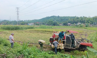 Lào Cai: Năng suất lúa xuân đạt 61,5 tạ/ha