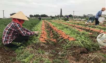 Bội thu tại vùng sản xuất chuyên canh cà rốt