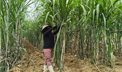 Chăm sóc, phòng chống ngã đổ cho mía trước mùa mưa bão