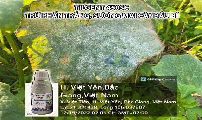 PHÒNG TRỪ PHẤN TRẮNG, SƯƠNG MAI CÂY BẦU BÍ