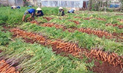 Giống cà rốt mới sạch bệnh, năng suất cao