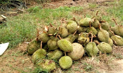 Lâm Đồng: Lốc xoáy tuốt rụng hơn 60 tấn sầu riêng, thiệt hại hơn 2,5 tỉ đồng