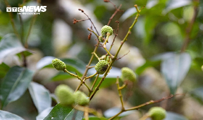 Mùa vải buồn ở Bắc Giang, mất nghìn tỷ đồng vì cây ‘chột’ hoa