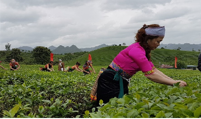 Việt Nam chuẩn bị xuất khẩu rau má, cải bó xôi vào Hà Lan