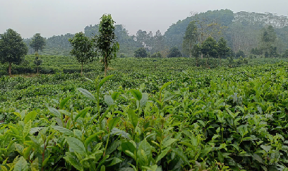 Vùng chè Hưng Khánh hồi sinh