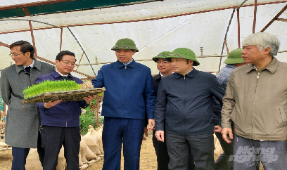 Thanh Hóa kiểm tra chống rét cho mạ xuân