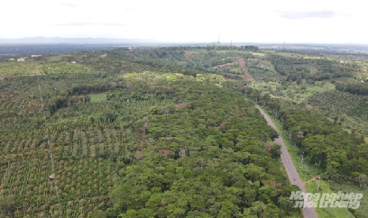 Đắk Lắk hướng tới 75.000 ha cà phê bền vững