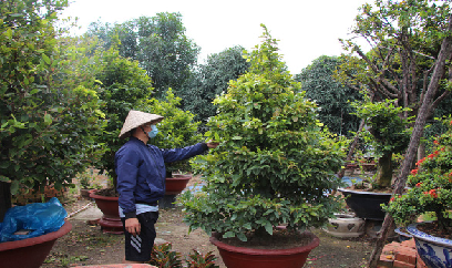 Thời tiết mưa gió thất thường, dân trồng mai tết phập phồng
