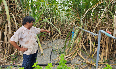 Khởi sắc mía đường: [Bài 7] Tưới nhỏ giọt, năng suất tăng vọt