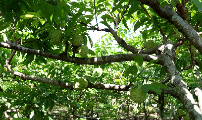 Trồng na trái vụ trên núi đá vôi, thu nhập 400 - 450 triệu đồng/ha/năm