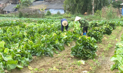 Bảo vệ vụ hè thu khu vực Miền Trung - Tây Nguyên