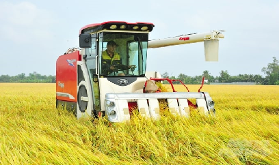 Cây xoài cát ‘hồi sinh’ vùng đất cát