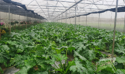Trồng bí ngòi xanh ngon ăn, nhanh cho thu nhập