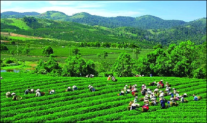 Thái Nguyên công nhận thêm 5 làng nghề chè