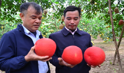 Những giống ‘bưởi tâm linh’ giá khoảng 120 - 150.000đ/quả