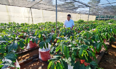 Chưa thể công nhận giống cà phê theo Luật Trồng trọt