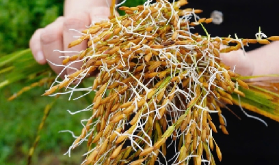 Phú Thọ: Lúa sắp thu hoạch đổ rạp nảy mầm như giá đỗ!