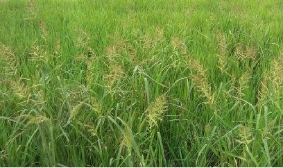 CÁC LOẠI CỎ DẠI HẠI LÚA THƯỜNG GẶP TRÊN ĐỒNG RUỘNG