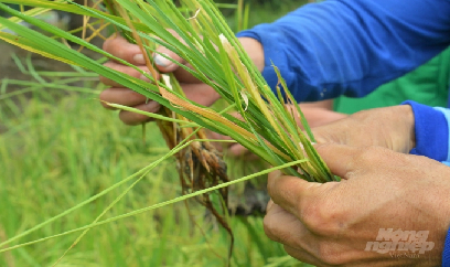 Cả ấp thất mùa vì muỗi hành gây hại nặng