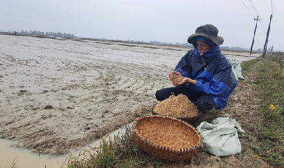 Nông dân xuống đồng trong mưa lạnh