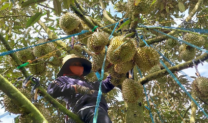 Cây ăn quả, trụ cột mới của nông nghiệp Đắk Nông