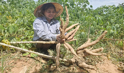 Nông dân hi vọng vào giống sắn mới