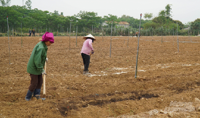 Mở rộng diện tích trồng cây an xoa lên 50ha