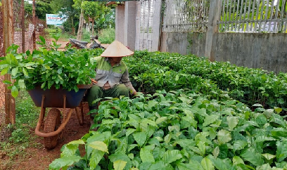 Trong 3 năm, Đắk Lắk tái canh hơn 10 nghìn ha cà phê