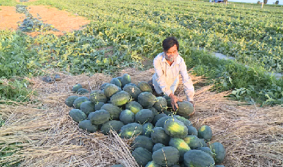 Nông sản bội thu, trúng giá đậm
